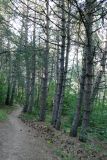 Pinus pallasiana. Нижние части стволов. Крым, тропа на склоне горы Ю. Демерджи,. 16.07.2021.