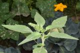 Amaranthus retroflexus. Верхушка цветущего растения. Узбекистан, г. Андижан, окраина города, частный двор. 05.07.2023.