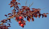 Prunus cerasifera разновидность pissardii. Верхушка ветви с плодами. Грузия, Аджария, г. Батуми, в культуре. 17.06.2023.