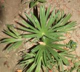 семейство Arecaceae. Молодое растение. Узбекистан, г. Андижан, частный двор, в культуре. 05.07.2023.