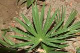 семейство Arecaceae. Лист молодого растения. Узбекистан, г. Андижан, частный двор, в культуре. 05.07.2023.