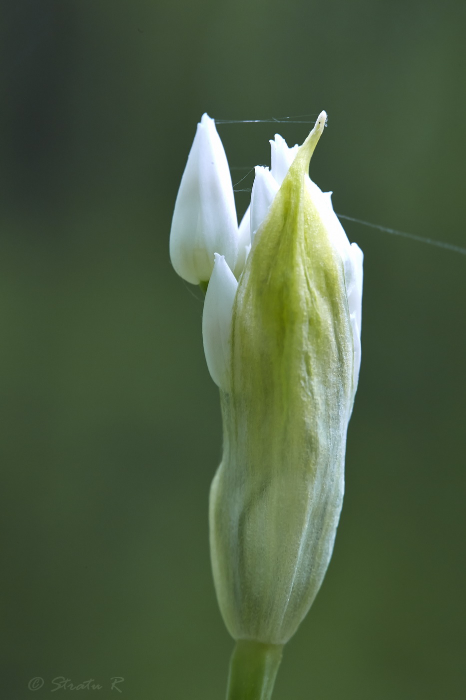 Image of Allium ursinum specimen.