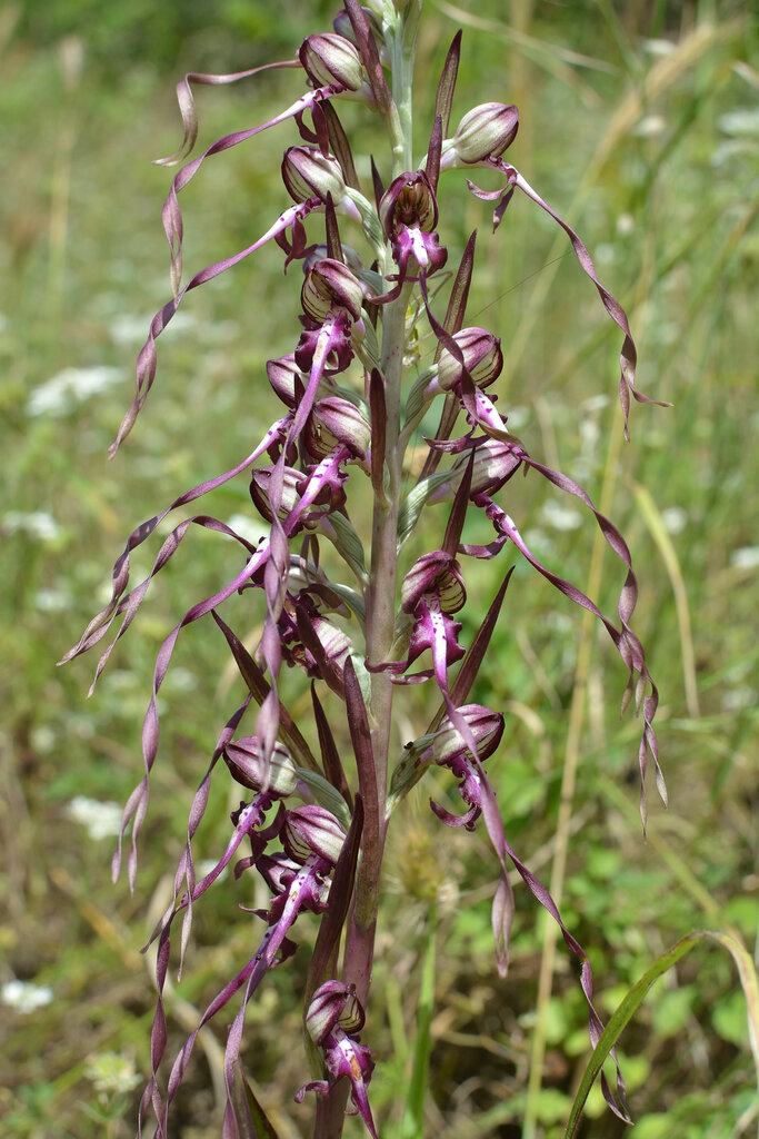 Изображение особи Himantoglossum calcaratum ssp. rumelicum.