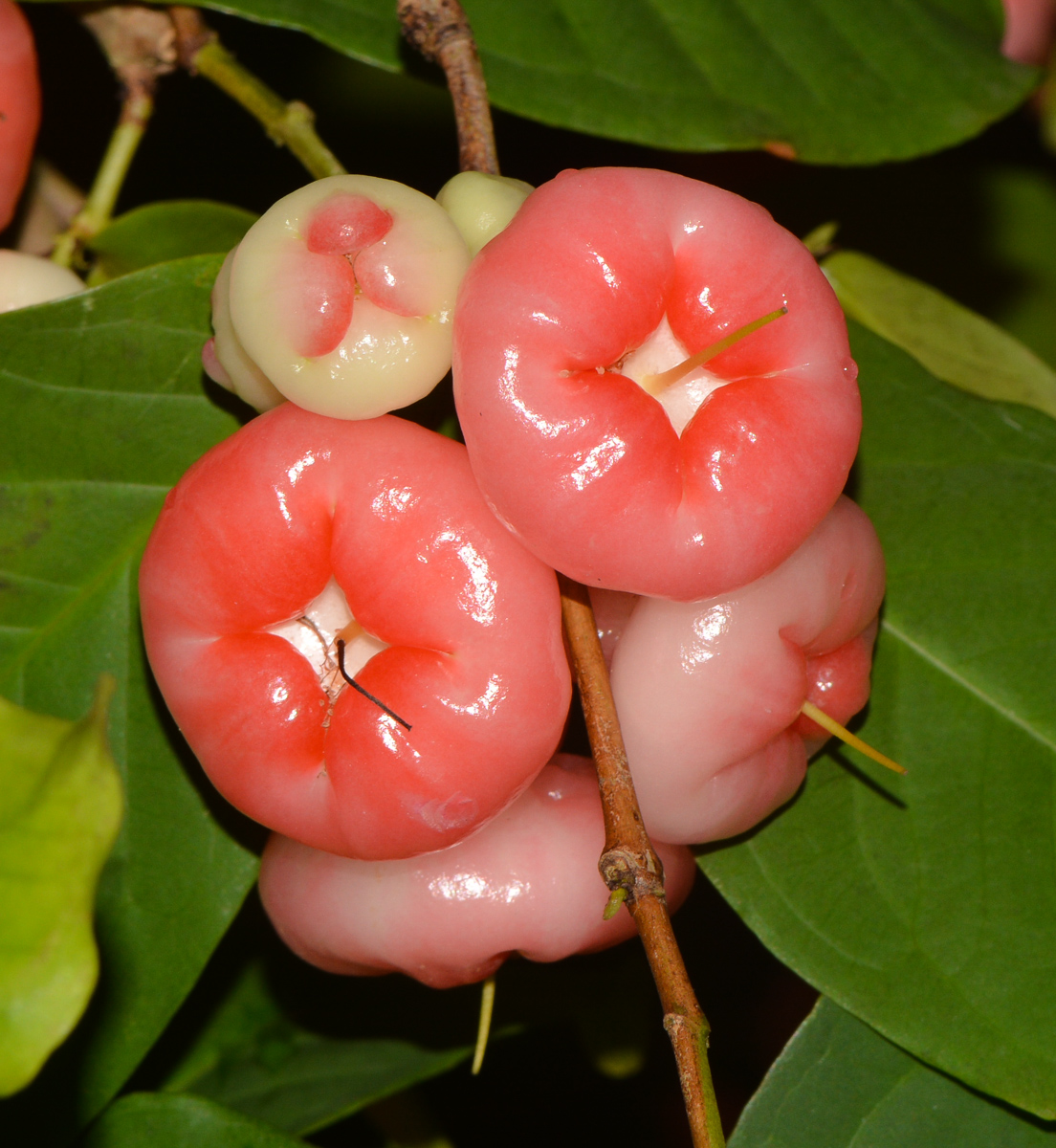 Image of Syzygium aqueum specimen.