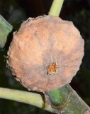 Ficus carica. Соплодие-сиконий, высыхающий на дереве. Узбекистан, г. Андижан. 24.08.2018.
