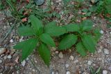 Phytolacca americana. Молодые растения. Абхазия, окраина Пицунды, заросли на обрывистом берегу. 22.08.2015.