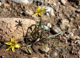 Gagea bulbifera. Цветущее растение. Казахстан, Туркестанская обл., предгорья Таласского Алатау, подгорная степь, около 1000 м н.у.м. 9 марта 2021 г.