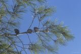 Pinus halepensis. Ветка с шишками. Крым, городской округ Ялта, пгт Форос, парк. 25.09.2022.