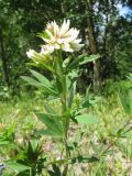 Trifolium lupinaster разновидность albiflorum