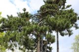 Pinus pallasiana. Верхушки взрослых растений. Беларусь, г. Минск, Лошицкий парк. 08.05.2016.