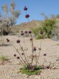 Salvia columbariae. Цветущее растение. США, Калифорния, Joshua Tree National Park, пустыня Колорадо. 01.03.2017.