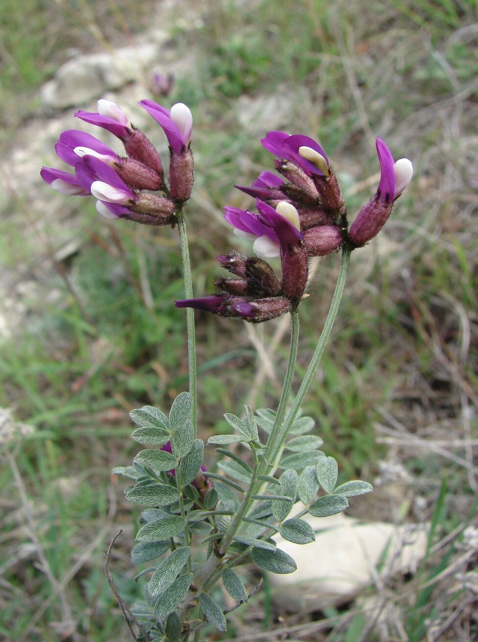 Изображение особи Astragalus vesicarius.