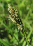 Carex leporina