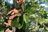 Arbutus andrachne. Ветвь с листьями. Абхазия, окраина Пицунды, заросли на обрывистом берегу. 22.08.2015.