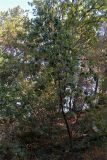 Arbutus andrachne. Молодое дерево. Абхазия, окраина Пицунды, заросли на обрывистом берегу. 22.08.2015.