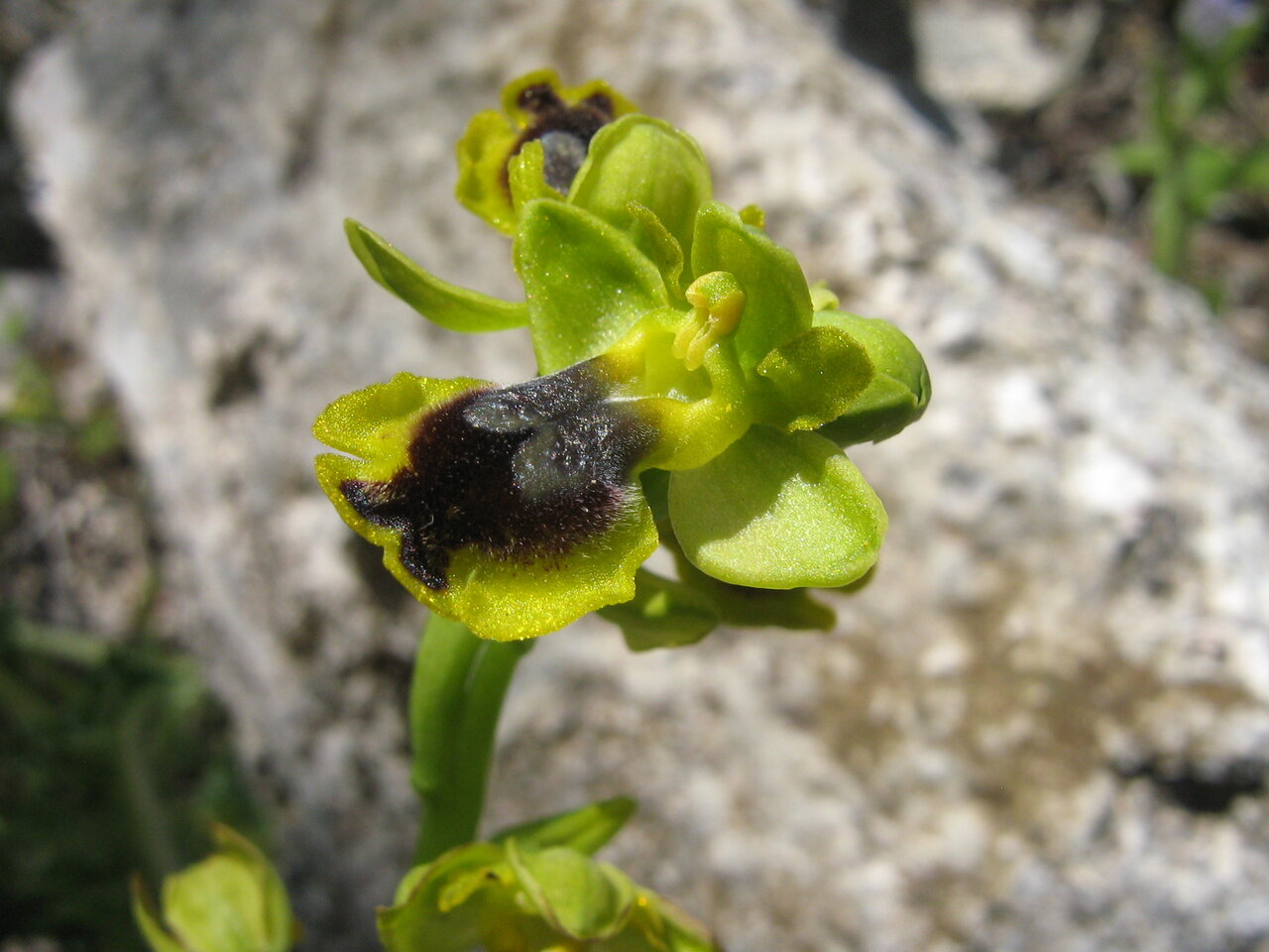 Изображение особи Ophrys lutea.