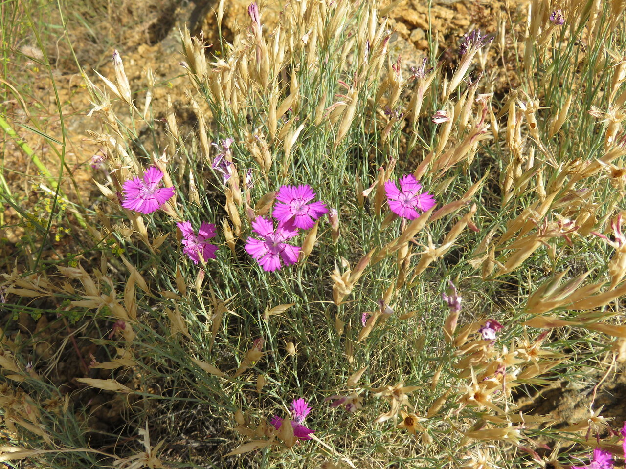 Изображение особи Dianthus nardiformis.
