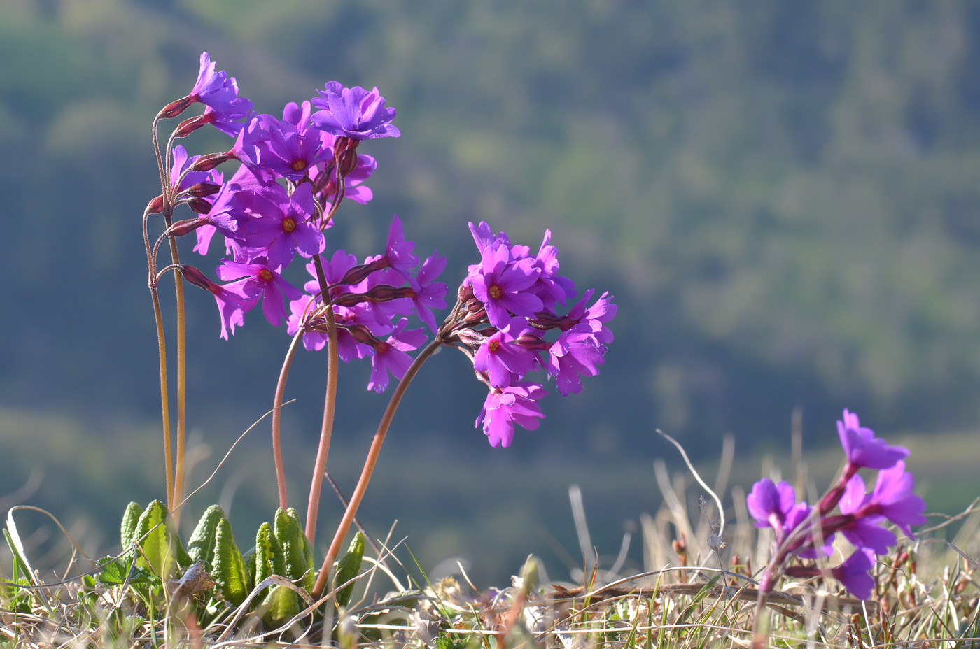 Изображение особи Primula amoena.