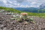Jurinella moschus. Отцветшее растение. Адыгея, Кавказский биосферный заповедник, гора Гузерипль, ≈ 2150 м н.у.м., осыпной склон из ожелезнённого слабокарбонатного песчаника с обломками сидерита. 28.06.2023.
