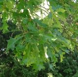 Quercus alba. Ветвь с листьями. Санкт-Петербург, Ботанический сад Петра Великого. 09.09.2023.