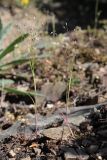 Aira elegans. Плодоносящие растения. Южный Берег Крыма, С-В склон горы Аюдаг. 13.05.2022.