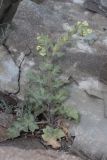 Hyoscyamus albus. Цветущее растение. Южный Берег Крыма, южный склон горы Аюдаг, берег моря. 13.05.2022.