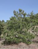 Pinus pallasiana. Растение с шишками. Крым, Карадагский заповедник, посадки сосны. 3 октября 2023 г.