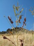 Glycyrrhiza glabra. Верхушка плодоносящего растения. Казахстан, хр. Сырдарьинский Каратау, ущ. Беркара, ≈ 700 м н.у.м., склон юго-вост. экспозиции, саванноиды. 2 сентября 2023 г.