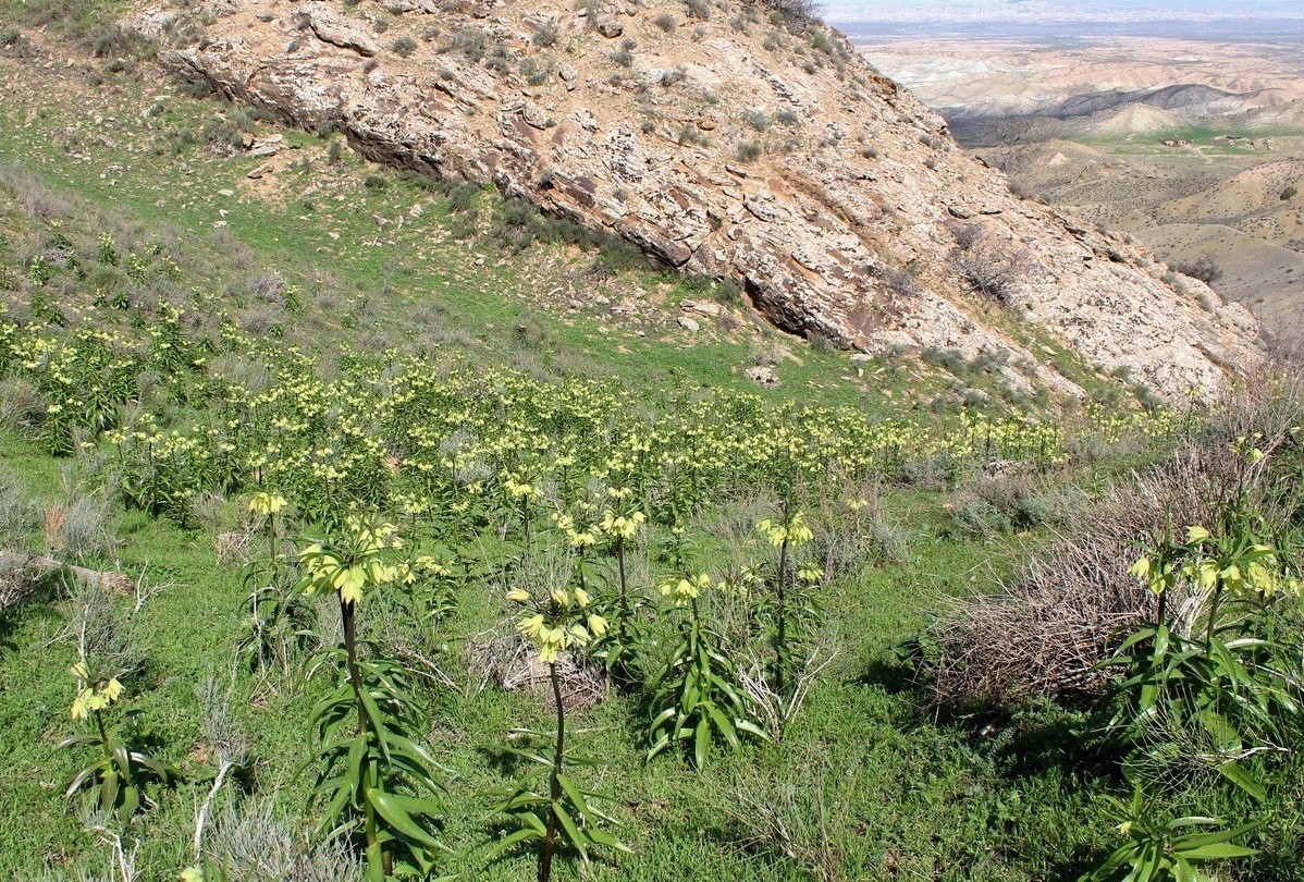 Image of Fritillaria raddeana specimen.