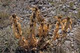 Gentiana cruciata. Отплодоносившие растения с увядшими листьями. Крым, гора Ай-Петри, каменистый склон. 29.10.2021.