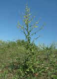 Verbascum sinuatum. Цветущее растение. Абхазия, Гагрский р-н, окр. г. Пицунда, луг. 11.06.2012.