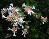 Abelia × grandiflora. Отцветающее соцветие. Республика Абхазия, г. Сухум, в культуре. Июль 2023 г.