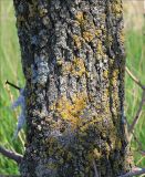 Pistacia mutica. Часть ствола взрослого дерева. Черноморское побережье, Геленджик, севернее пос. Кабардинка. 23 апреля 2012 г.