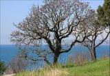 Pistacia mutica. Взрослое дерево на приморском склоне. Черноморское побережье, Геленджик, севернее пос. Кабардинка. 23 апреля 2012 г.