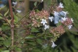 Abelia × grandiflora. Побеги с соцветиями. Крым, городской округ Ялта, пгт Форос, парк. 25.09.2022.