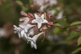 Abelia × grandiflora. Соцветие. Крым, городской округ Ялта, пгт Форос, парк. 25.09.2022.