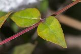 Abelia × grandiflora. Листья. Крым, городской округ Ялта, пгт Форос, парк. 25.09.2022.