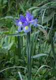 Iris × hollandica