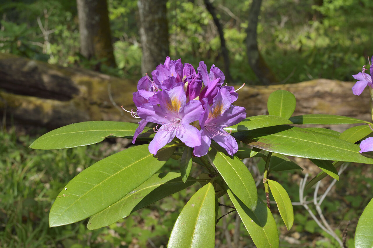 Изображение особи Rhododendron ponticum.