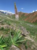 Eremurus robustus. Цветущее растение на каменистом склоне. Таджикистан, Гиссарский хребет, верх. р. Зидды, ≈ 2900 м н.у.м. 13.06.2018.