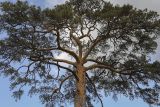 Pinus sylvestris. Крона старого дерева. Татарстан, Агрызский р-н, с. Красный Бор. 01.10.2023.