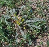 Astragalus atrovinosus