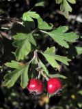 Crataegus × tournefortii. Ветвь с плодами. Восточный Крым, г. Агармыш. 15 сентября 2012 г.