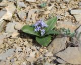 Hyacinthella litwinowii
