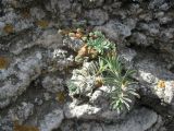 Euphorbia petrophila. Растение, растущее в трещине скалы, в сообществе с Sedum acre. Крым, Тарханкутский п-ов, урочище Атлеш. 31.08.2010.