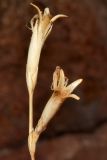 Dianthus angrenicus