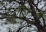 Pinus sylvestris подвид hamata. Верхушка веточки. Абхазия, Гудаутский р-н, Рицинский реликтовый национальный парк, долина р. Юпшара, щебнистый склон. 13.04.2024.