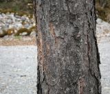 Pinus sylvestris подвид hamata. Часть ствола. Абхазия, Гудаутский р-н, Рицинский реликтовый национальный парк, долина р. Юпшара, щебнистый склон. 13.04.2024.