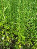 Artemisia selengensis