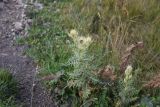 Cirsium obvallatum. Цветущее растение. Чечня, Шаройский р-н, рядом с пер. Цумандинский, луг. 23 августа 2023 г.